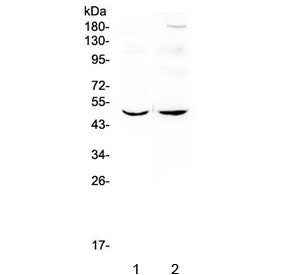 Western blot testing of 1) rat brain and 2) mouse brain lysate with MEF2C antibody at 0.5ug/ml. Pred