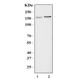 KCNH2 Antibody / ERG-1