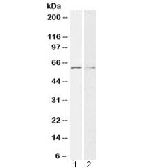Western blot testing of human 1) HeLa and 2) K562 cell lysate with Glypican-1 antibody at 2ug/ml. Pr