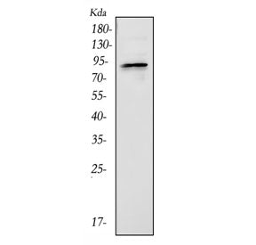 BCHE Antibody