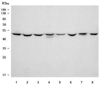 TUBG1/2 Antibody / Gamma Tubulin