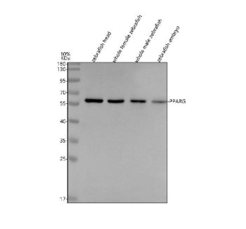 Western blot analysis of Ppar gamma protein using Zebrafish Ppar gamma antibody and 1) zebrafish hea
