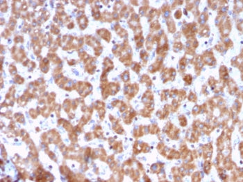 IHC testing of FFPE human liver tissue with PHB antibody (clone PHB/3228). Required HIER: boil tissu