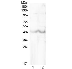 Western blot testing of mouse 1) RAW264.7 and 2) HEPA1-6 cell lysate with Chi3l1 antibody at 0.5ug/m