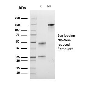 Bromodeoxyuridine / BrdU Antibody