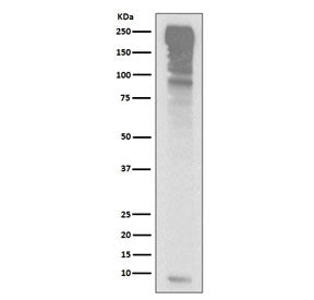 Ubiquitin Antibody