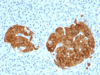 IHC testing of FFPE human pancreas with GAD65 antibody (clone GAD2/1960). Required HIER: boil tissue