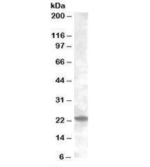 Rab17 Antibody