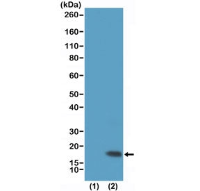 Western blot testing of recombinant histone H3.3 (lane 1) and acid extracts of HeLa cells (lane 2) w