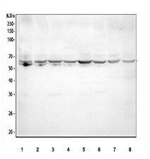 Western blot testing of human 1) K562, 2) HEK293, 3) HeLa, 4) Jurkat, 5) HepG2, 6) Raji, 7) A549 and