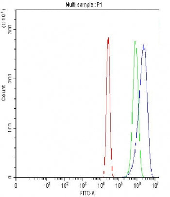 Oct4 Antibody / POU5F1