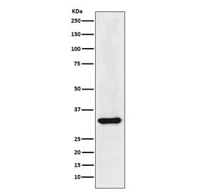 Western blot testing of human HepG2 cell lysate with HNRNPA1 antibody. Expected molecular weight: ~3