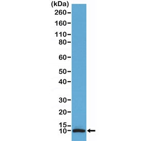 S100B Antibody (C-Terminal)