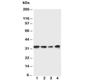 MyD88 Antibody