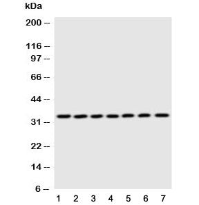 DCI Antibody
