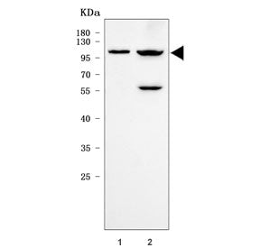 Western blot testing of human 1) A431 and 2) U-251 cell lysate with Quiescin Q6 antibody. Predicted 