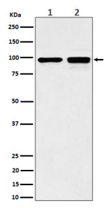 Western blot analysis of MCM6 expression in (1) human MCF7 cell lysate; (2) mouse NIH 3T3 cell lysat