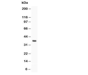 Stra8 Antibody