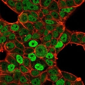 Immunofluorescent staining of PFA-fixed human MCF7 cells using QKI antibody (green, clone PCRP-QKI-2