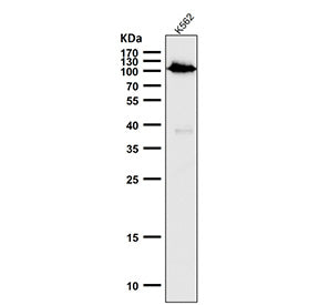 Western blot analysis of Phospho-Rb (S780) expression in human K562 cell lysate using Phospho-Rb (Se
