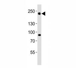 Dnmt1 Antibody