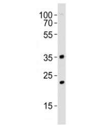 WDR5 Antibody