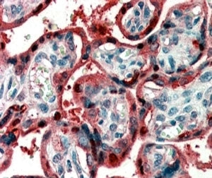 IHC testing of FFPE human placenta with Ghrelin antibody at 2ug/ml. HIER: steamed with pH6 citrate b