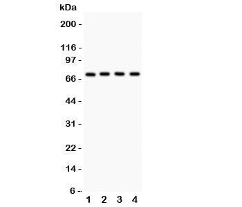 Neuregulin-1 Antibody