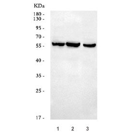 DUP Antibody / CDT1