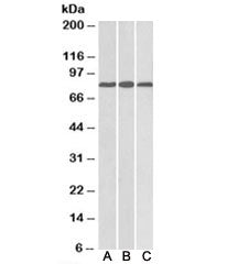 MID2 Antibody