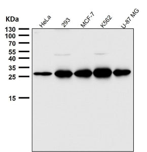 Western blot testing of human samples using the PDGFB antibody at 1:3000 dilution for 1 hour at room