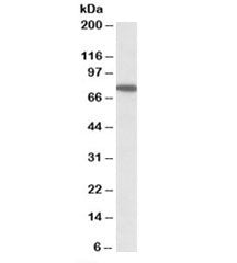 Western blot testing of HeLa lysate with SNX1 antibody at 1ug/ml. Predicted molecular weight: ~59kDa