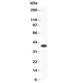 ALOX15 Antibody