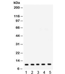 FXYD1 Antibody