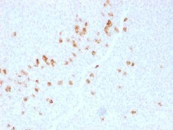 Human IgG4 Antibody