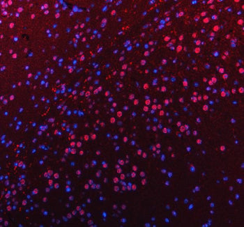 Immunofluorescent staining of FFPE mouse brain tissue with PUS7L antibody (red) and DAPI nuclear sta