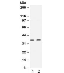 SIX1 Antibody