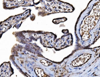 IHC staining of FFPE human placental tissue with DYNLL1 antibody. HIER: boil tissue sections in pH8 