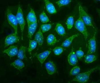 Immunofluorescent staining of FFPE human HeLa cells with p38 gamma antibody (green) and DAPI nuclear
