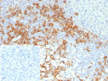 CD38 Antibody