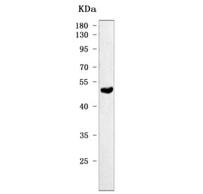 Western blot testing of mouse heart tissue lysate with Kcnn4 antibody. Predicted molecular weight ~4