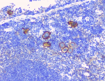 IHC staining of FFPE mouse spleen with CD229 antibody at 1ug/ml. HIER: boil tissue sections in pH6, 