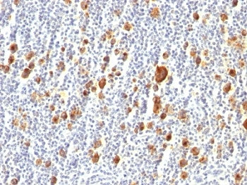 CD30 Antibody