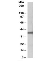 Western blot testing of human liver lysate with FUT2 antibody at 1ug/ml. Predicted molecular weight: