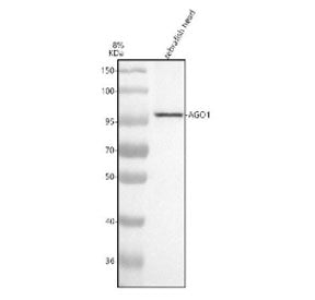 Western blot analysis of Argonaute 1 protein using Zebrafish Argonaute 1 antibody and zebrafish head