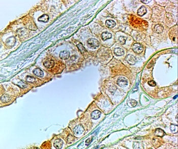 IHC testing of FFPE human kidney with PTGER1 antibody at 2ug/ml. HIER: steamed with pH6 citrate buff