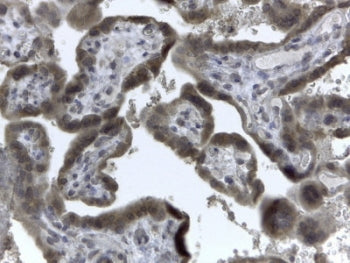 IHC testing of FFPE human placenta with EVC2 antibody at 2 ug/ml. HIER: steamed with pH6 citrate buf