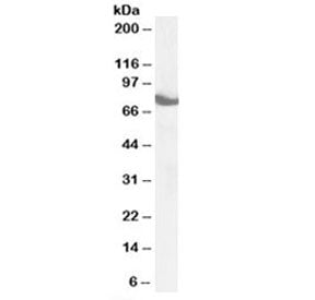 Western blot testing of mouse brain lysate with ZDHHC17 antibody at 1ug/ml. Predicted molecular weig