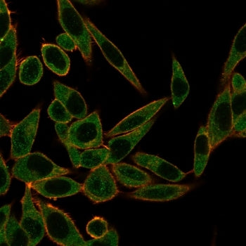 Immunofluorescent staining of PFA-fixed human HeLa cells using ZNF622 antibody (green, clone PCRP-ZN