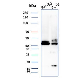 Western blot testing of human RH30 and PC-3 cell lysate with CD83 antibody. Expected molecular weigh